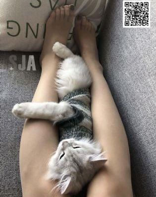 猪头逛大街